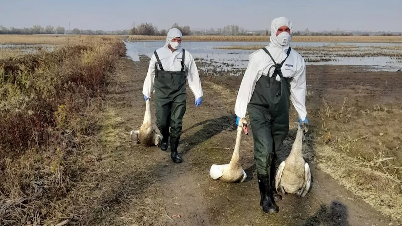 Vogelgrippe! 13 tote Schwäne bei Hausleiten gefunden