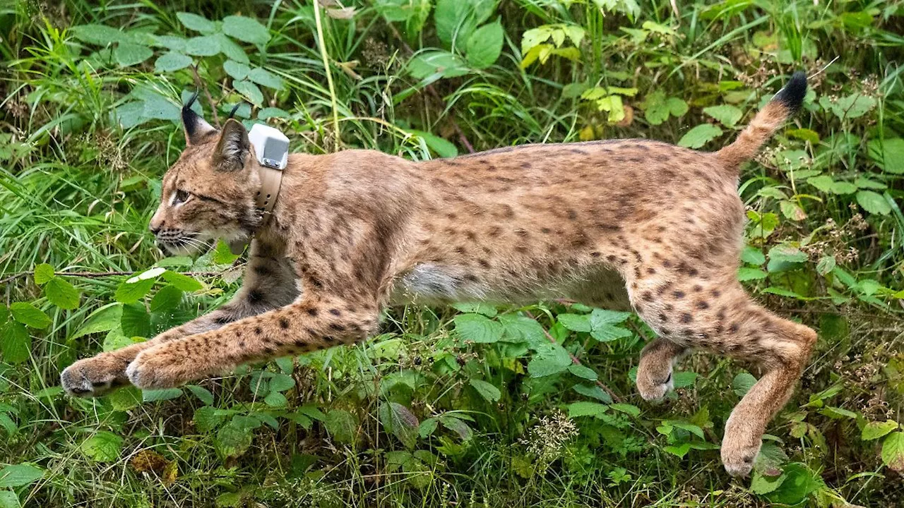 Sachsen: Luchs Anton bei Verkehrsunfall im Vogtland getötet