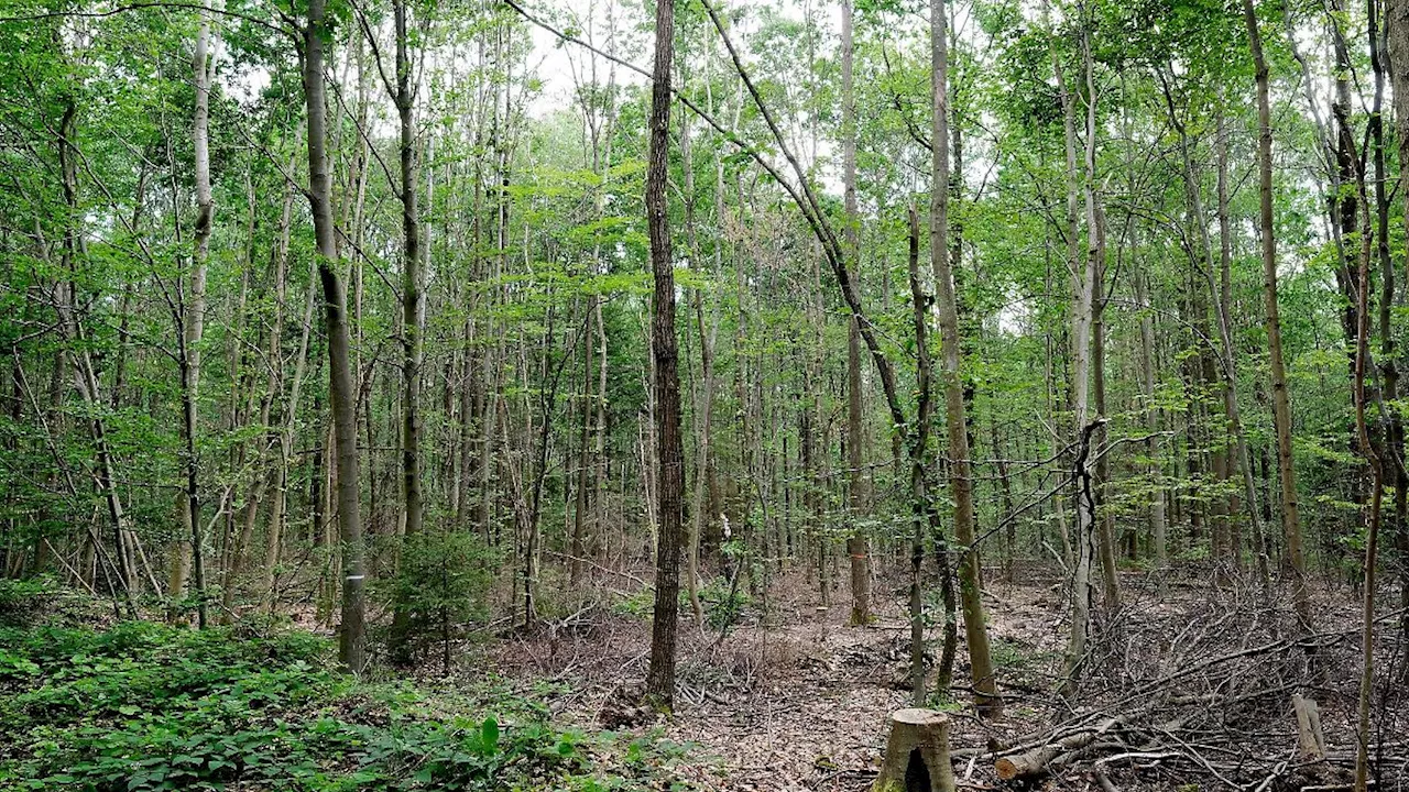 Thüringen: Ein Drittel der Thüringer Bodenfläche ist mit Wald bedeckt