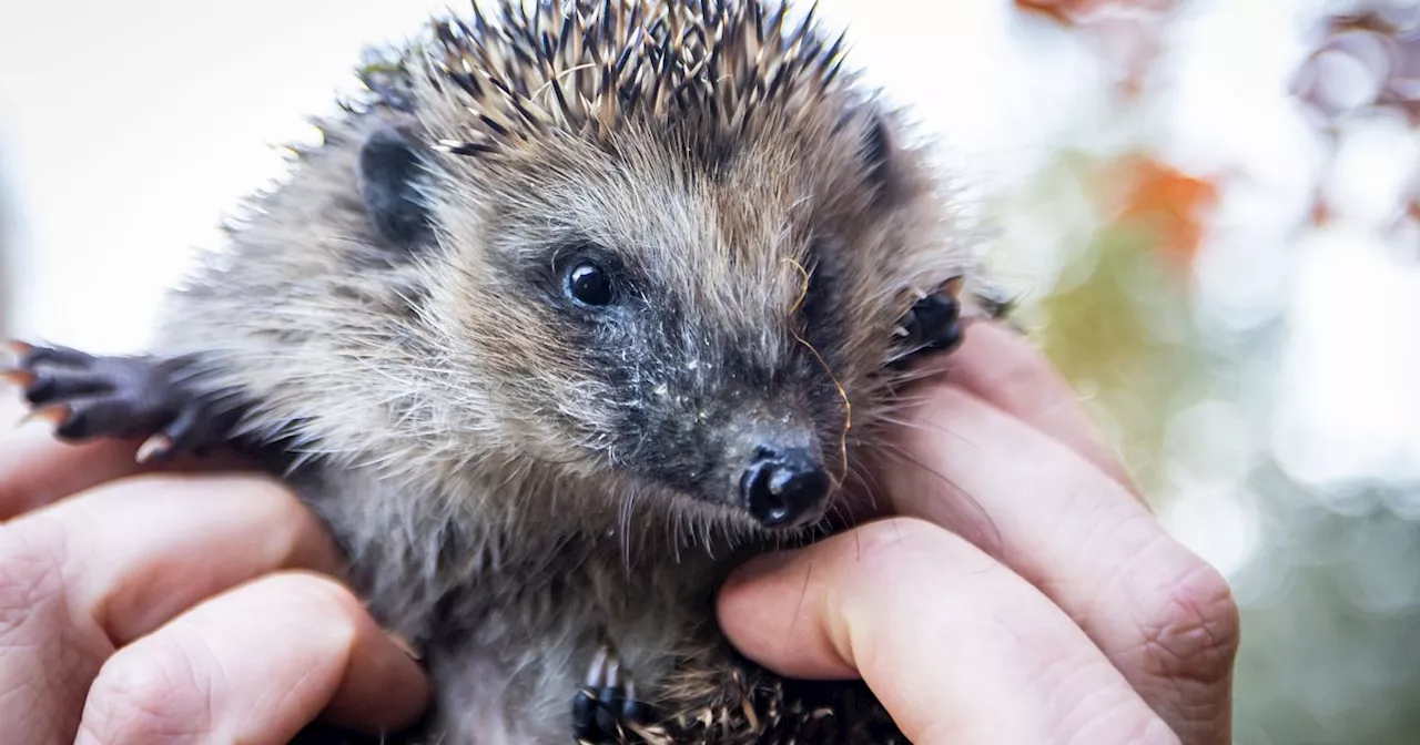 Mit Bild-Anleitung: So bauen Sie selbst eine kleine Burg für Igel