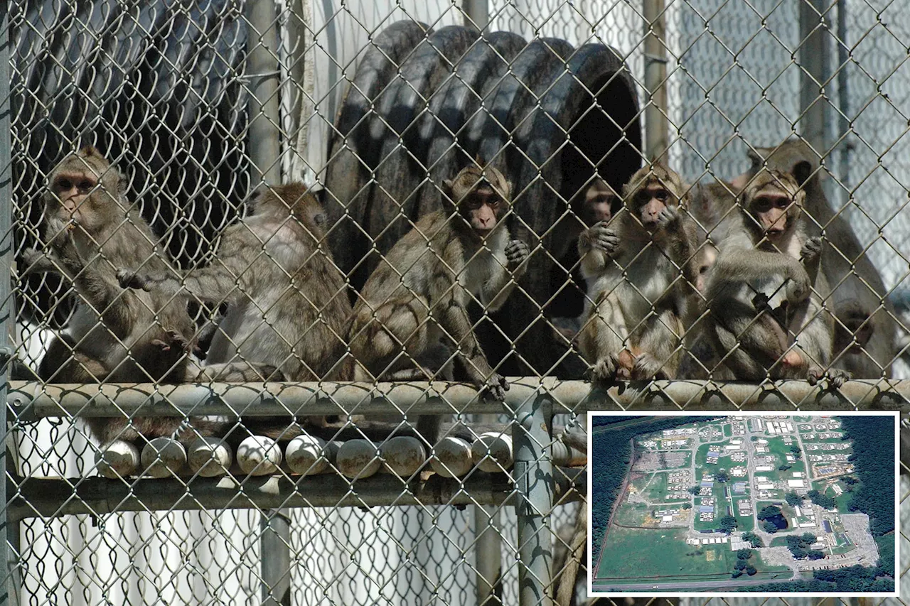 43 escaped monkeys still loose in South Carolina after worker failed to shut door