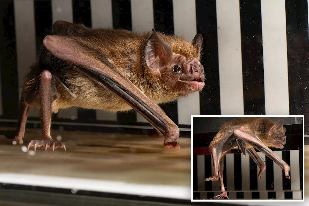 Vampire bats run on treadmills as scientists study energy outputs from blood diet