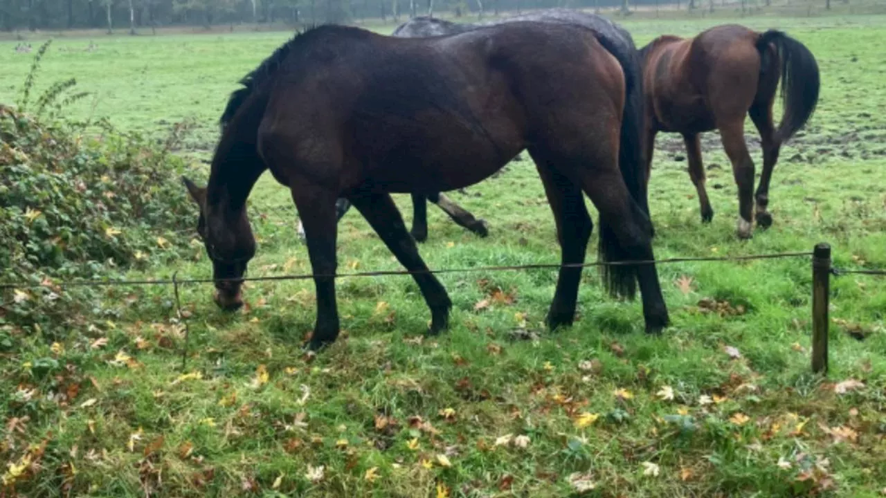 112-nieuws: paarden in beslag genomen • stenengooier gespot