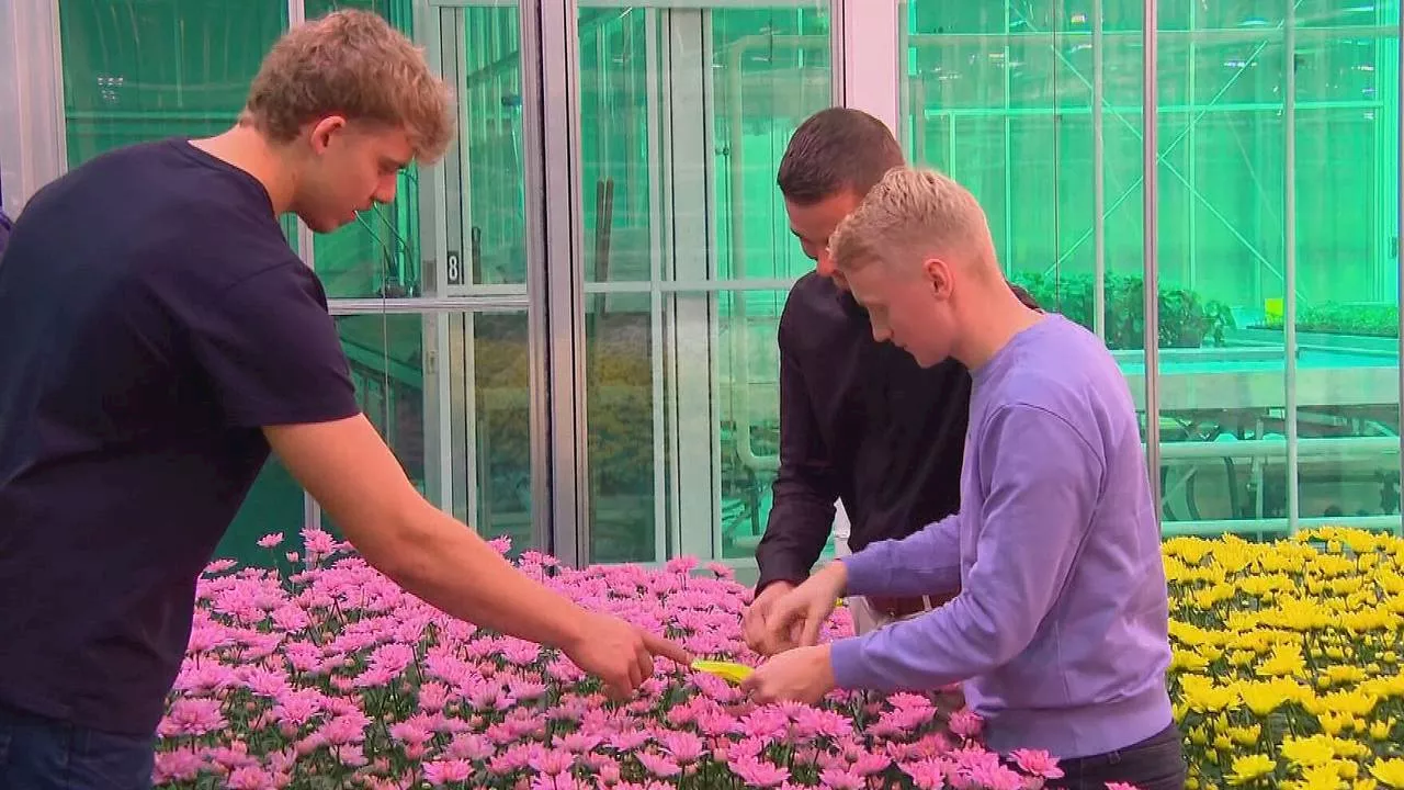 Bloemen zonder een druppeltje gif, deze studenten kregen het voor mekaar