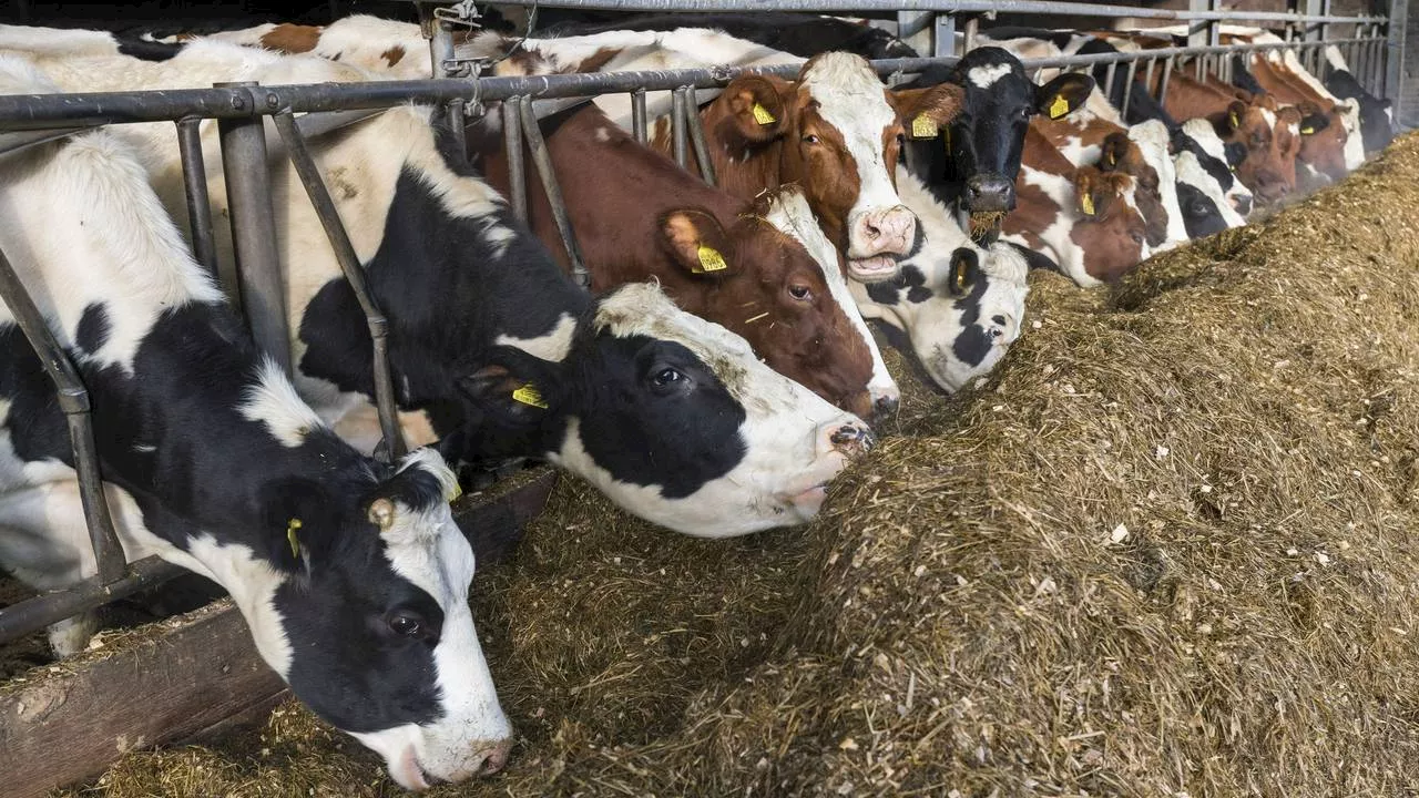 Stikstofcrisis: provincie wil boeren uitkopen en auto's weren bij natuur