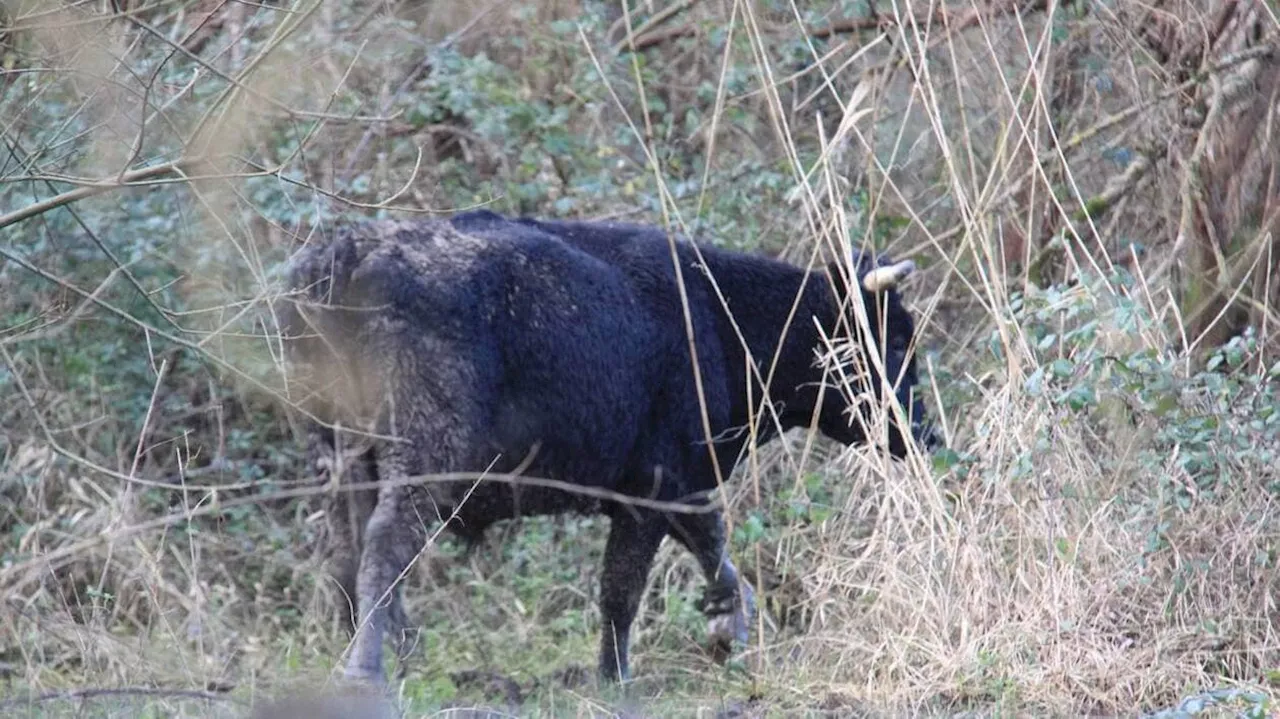 Après l’abattage de 35 bovins, des mails de toute la France inondent cette mairie au sud de Nantes