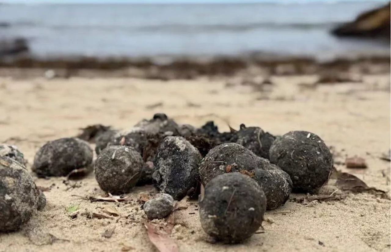 Ya se sabe que son las bolas negras que aparecieron en Australia ¿de qué están hechas?