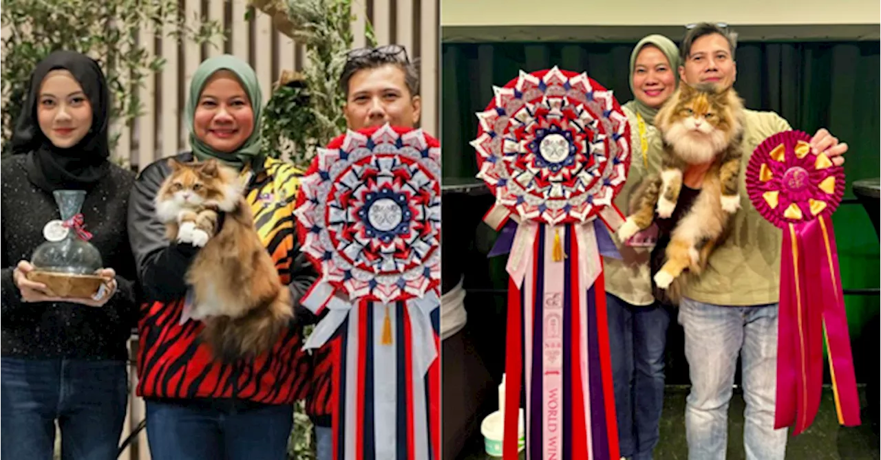 [VIDEO] Malaysian Stray Cat 'Baby' Takes Home Gold At International Cat Show In Norway