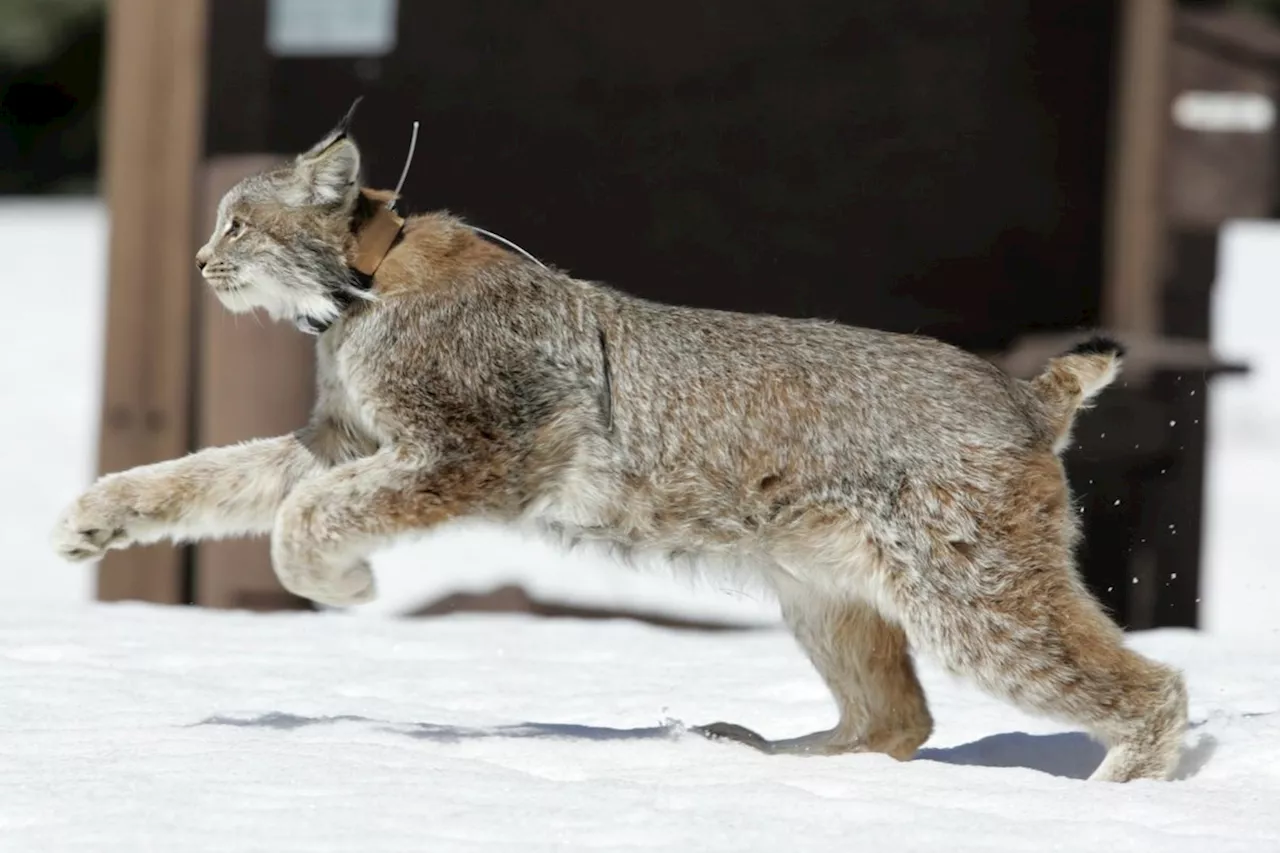 Alberta forestry minister says wolverine, lynx trapping limits lifted to gather data