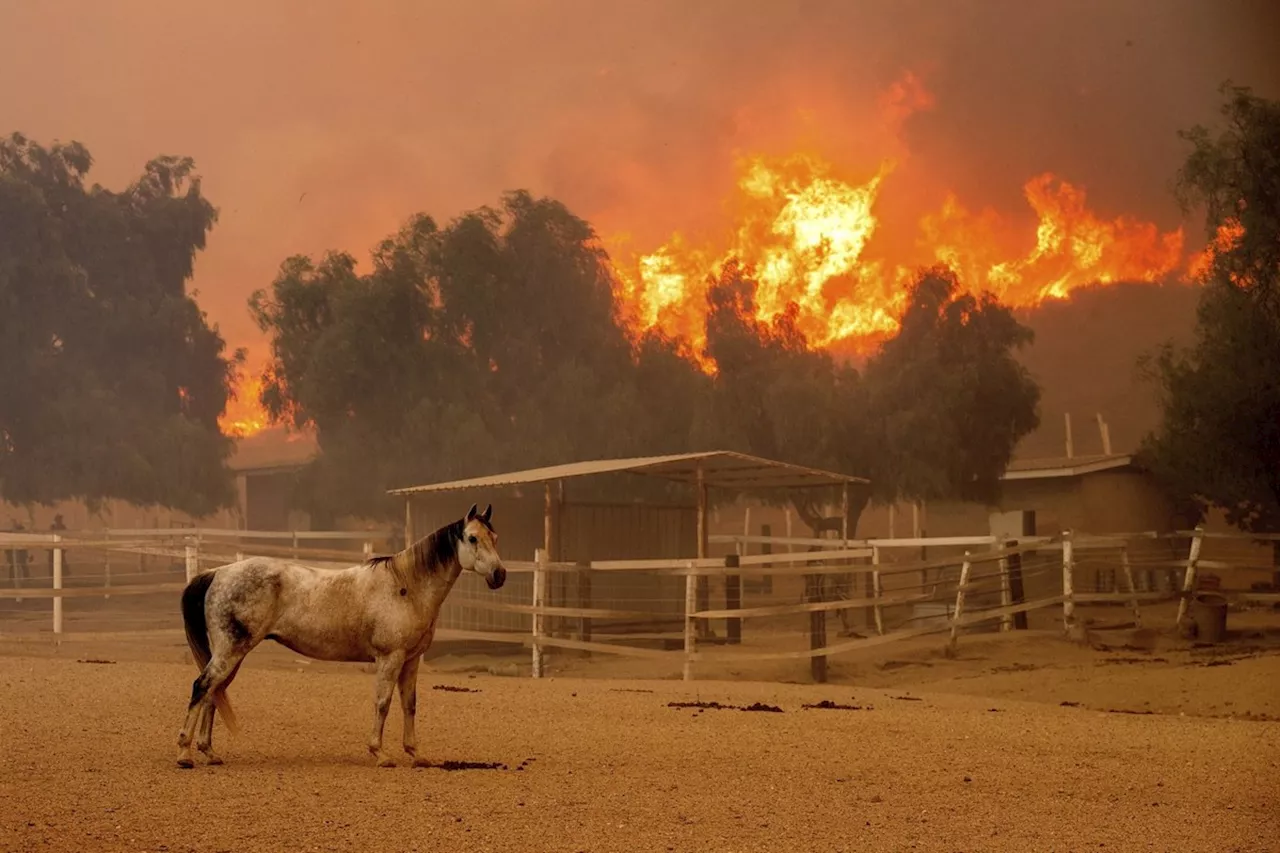 Southern California wildfire destroys 132 structures as officials look for fierce winds to subside