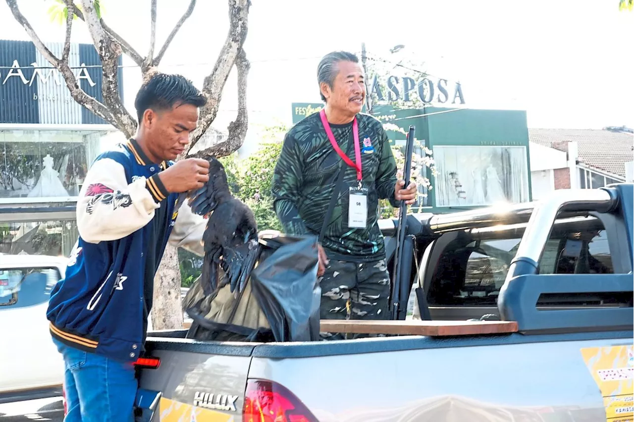 Almost 6,000 crows culled in Petaling Jaya over three years