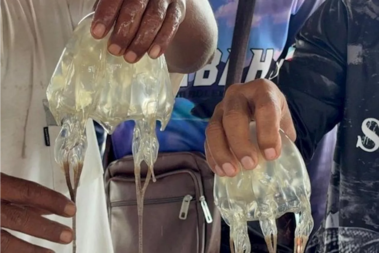 Experts to conduct in-depth study of deadly jellyfish in Sabah waters