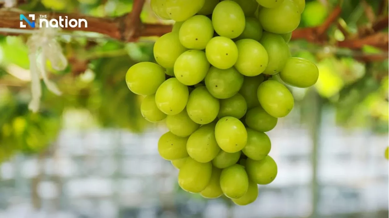 Thai FDA ramps up inspection of imported grapes over toxin concerns