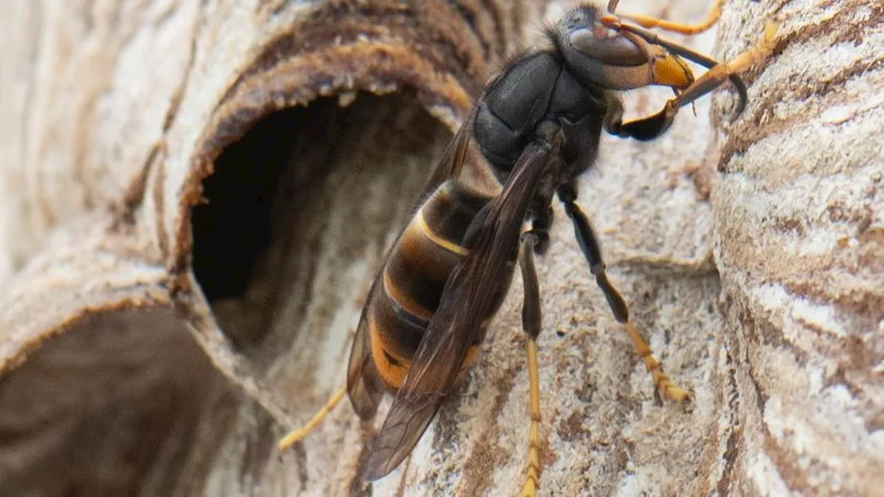 Invasive Arten: Asiatische Hornisse vermehrt sich im Südwesten rasant