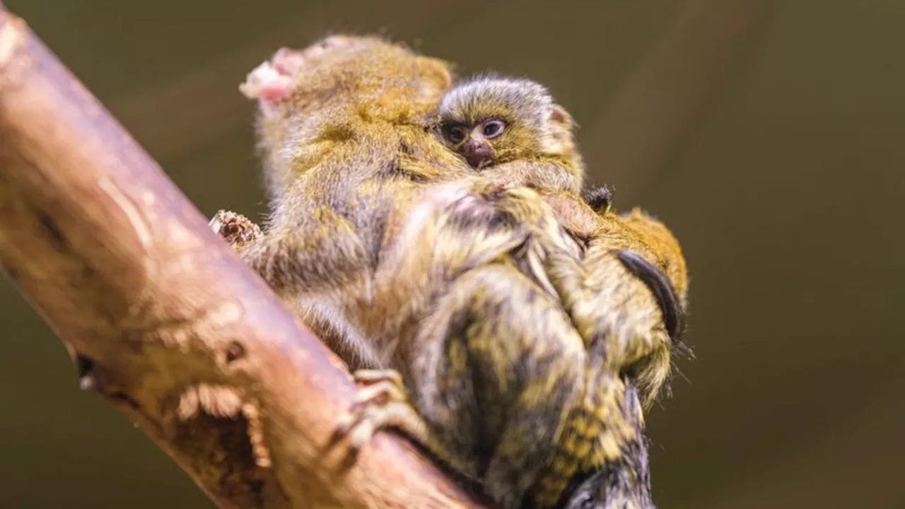 Zoo: Nachwuchs bei Zwergseidenäffchen im Schweriner Zoo