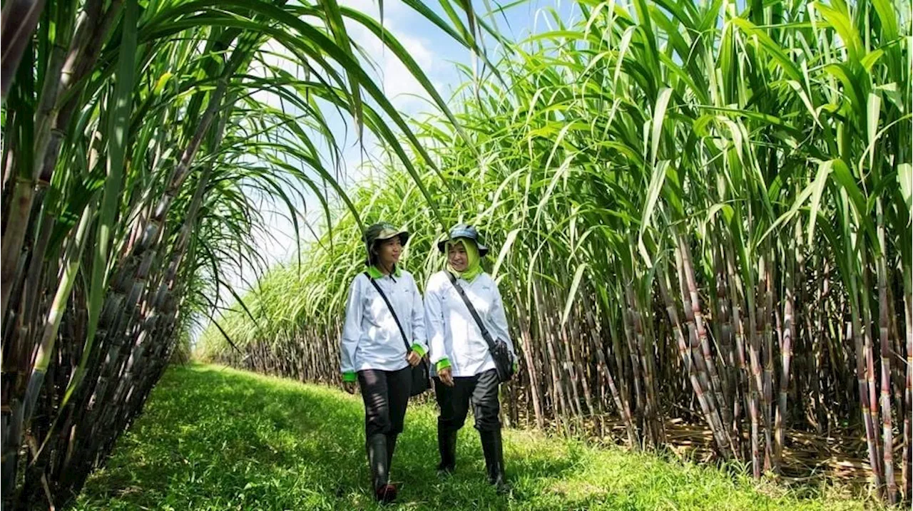 Dukung Swasembada Gula, PTPN Group Luncurkan Empat Varietas Tebu Unggul