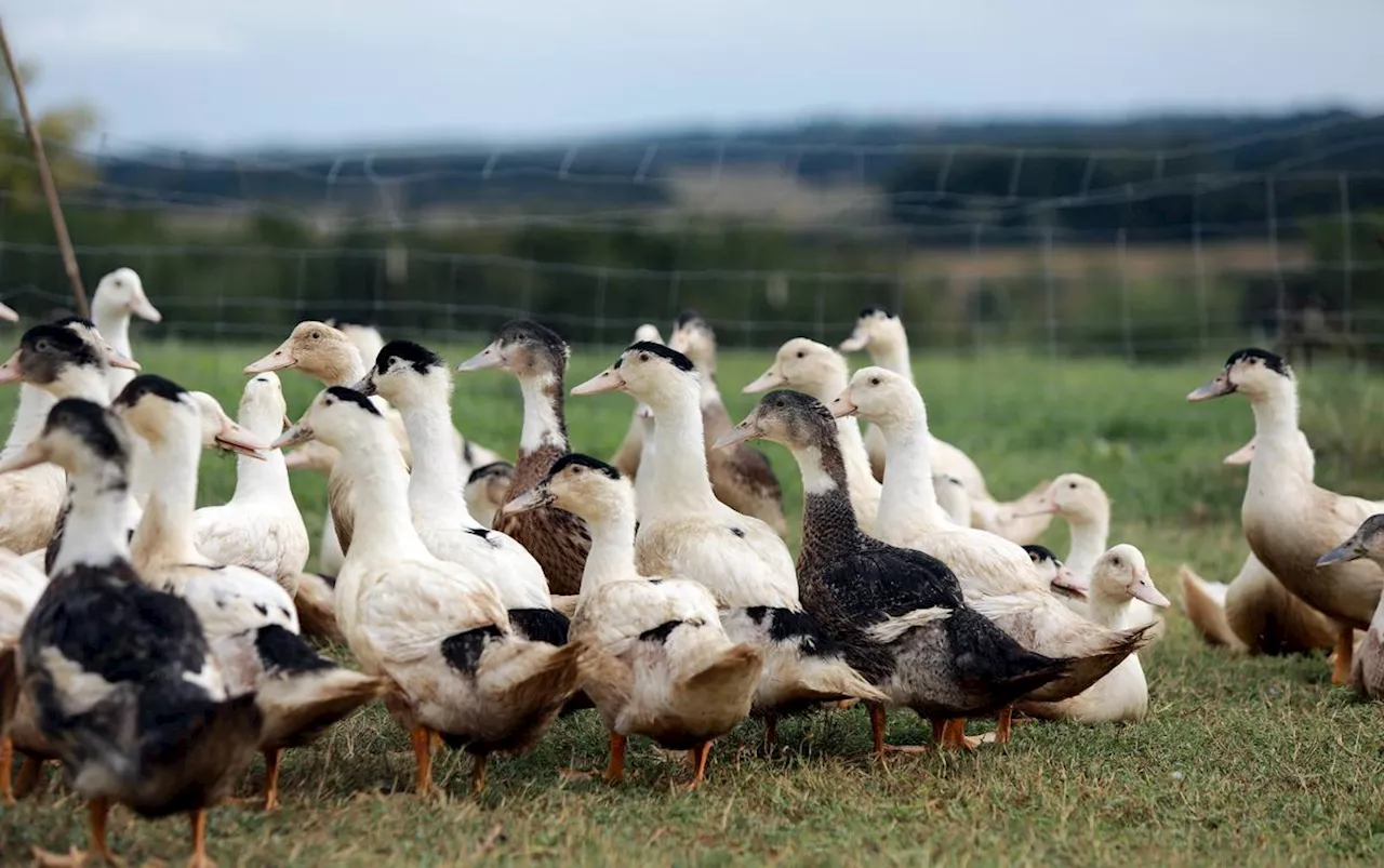 Grippe aviaire : dans les Landes, le reconfinement des palmipèdes entre « coup de massue » et fatalisme