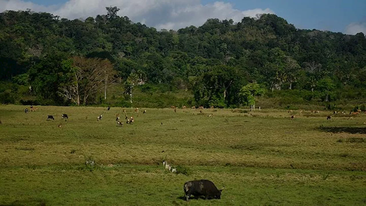 Tiket Masuk Taman Nasional Alas Purwo Naik Mulai 30 Oktober 2024, Begini Detailnya