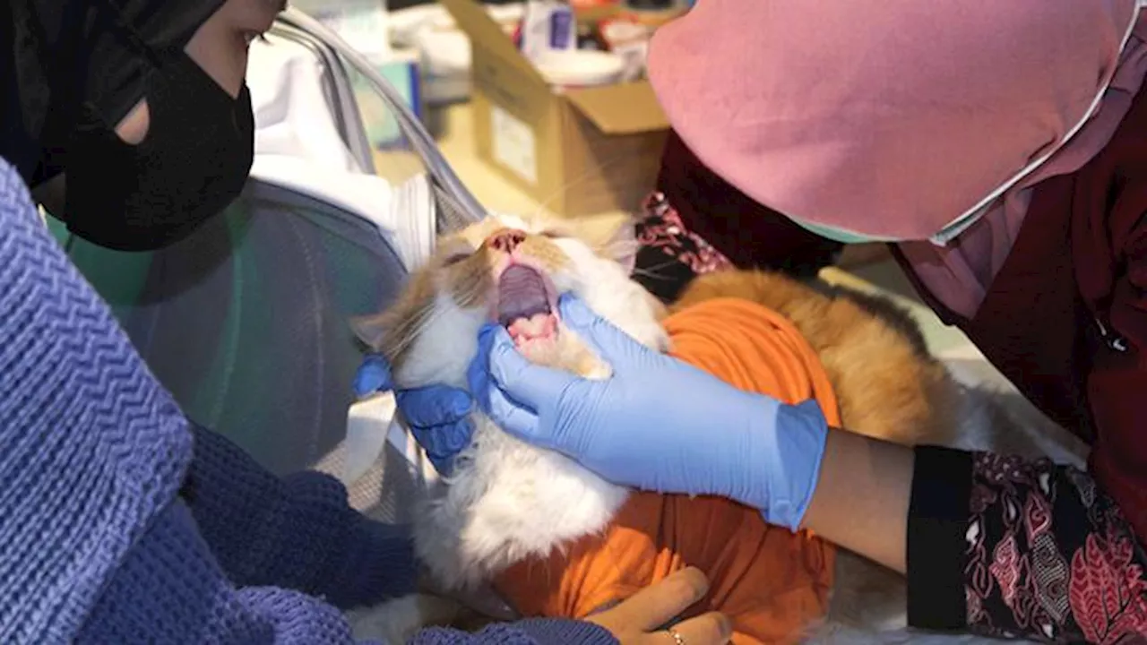 Vaksin Rabies Gratis untuk Anabul Semarang