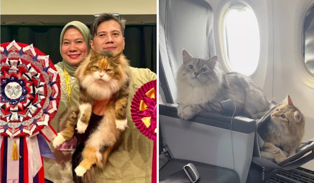 Here’s How A Stray Cat From Malaysia Ended Up In A Competition In Norway