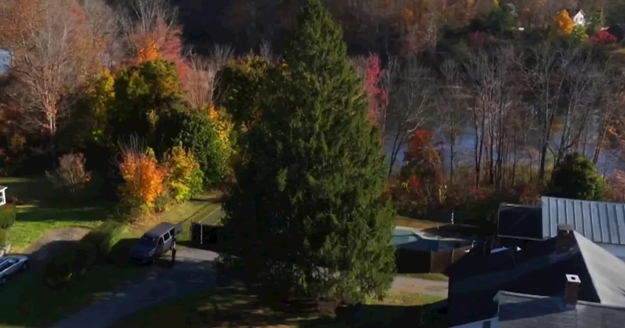 Learn the story behind the 2024 Rockefeller Center Christmas Tree