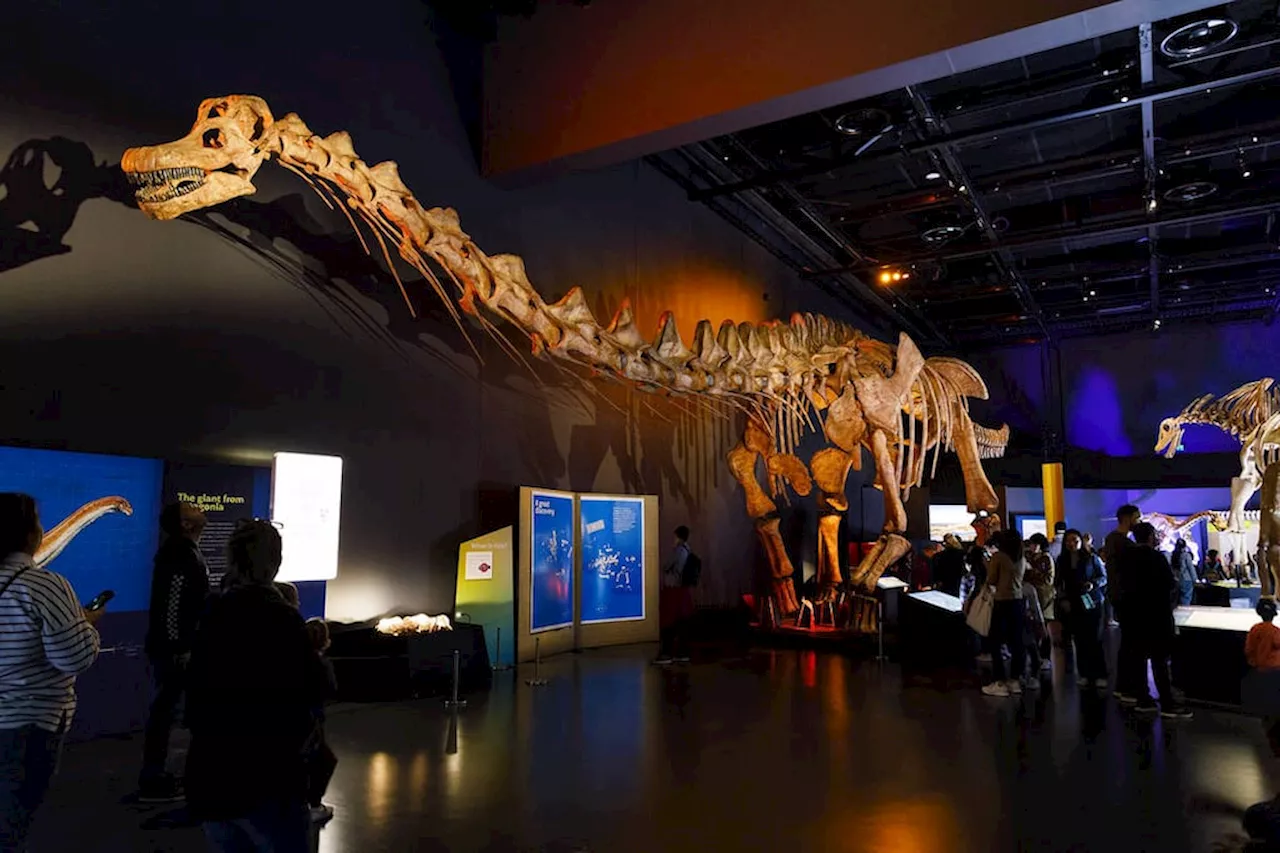 Fósiles originales y descubrimientos inéditos: reabre sus puertas el renovado Museo Paleontológico de Chubut