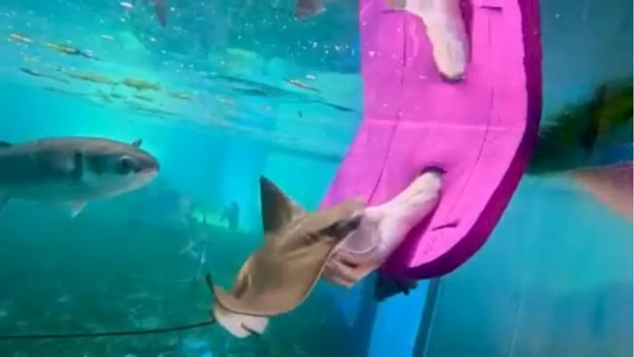 ‘Sunny’ the Cownose ray joins the St. Augustine Aquarium