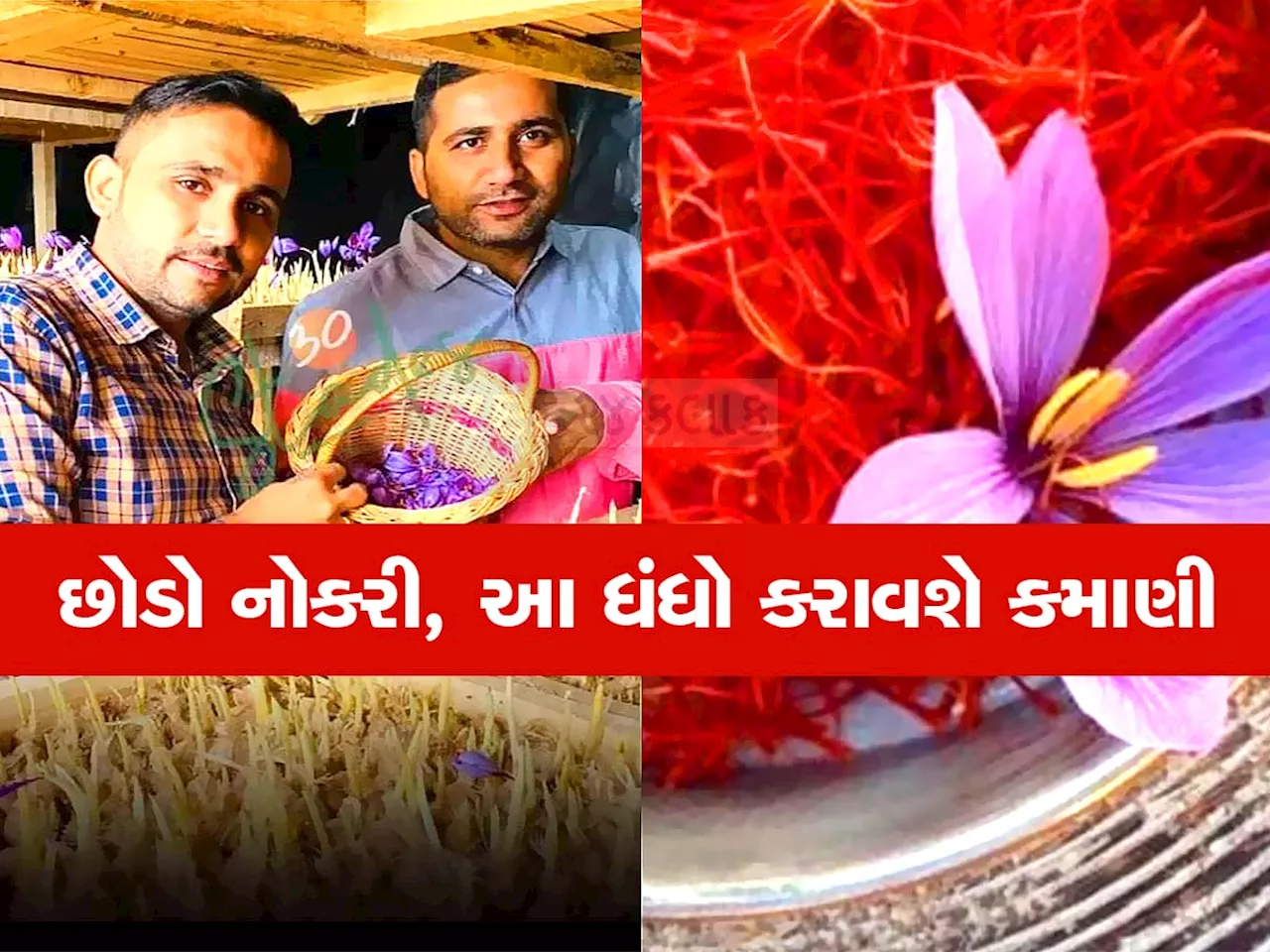 ખેતરની પણ જરૂર નથી, તમે તમારા ઘરમાં આ મસાલા ઉગાડીને 5 લાખની કમાણી કરી શકો છો