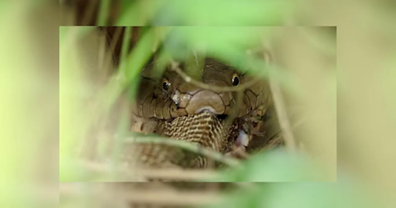 King Cobra की सांप खाते हुए तस्वीर आई सामने, IAS अधिकारी ने शेयर करके लोगों को खौफ में डाला