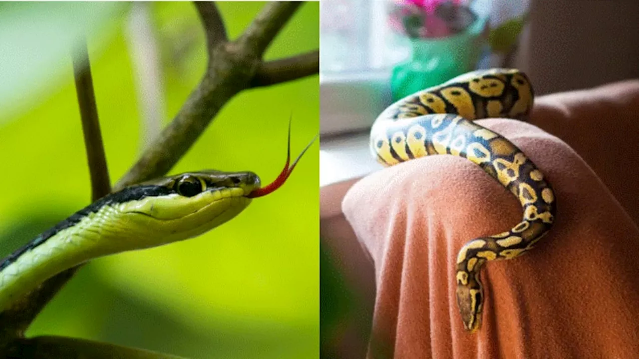 Snakes: ఈ మొక్కలు ఇంట్లో ఉంటే.. పాములకు రెడ్ కార్పేట్ వేసినట్లే.. పరిగెత్తుకుంటూ వచ్చేస్తాయ్..