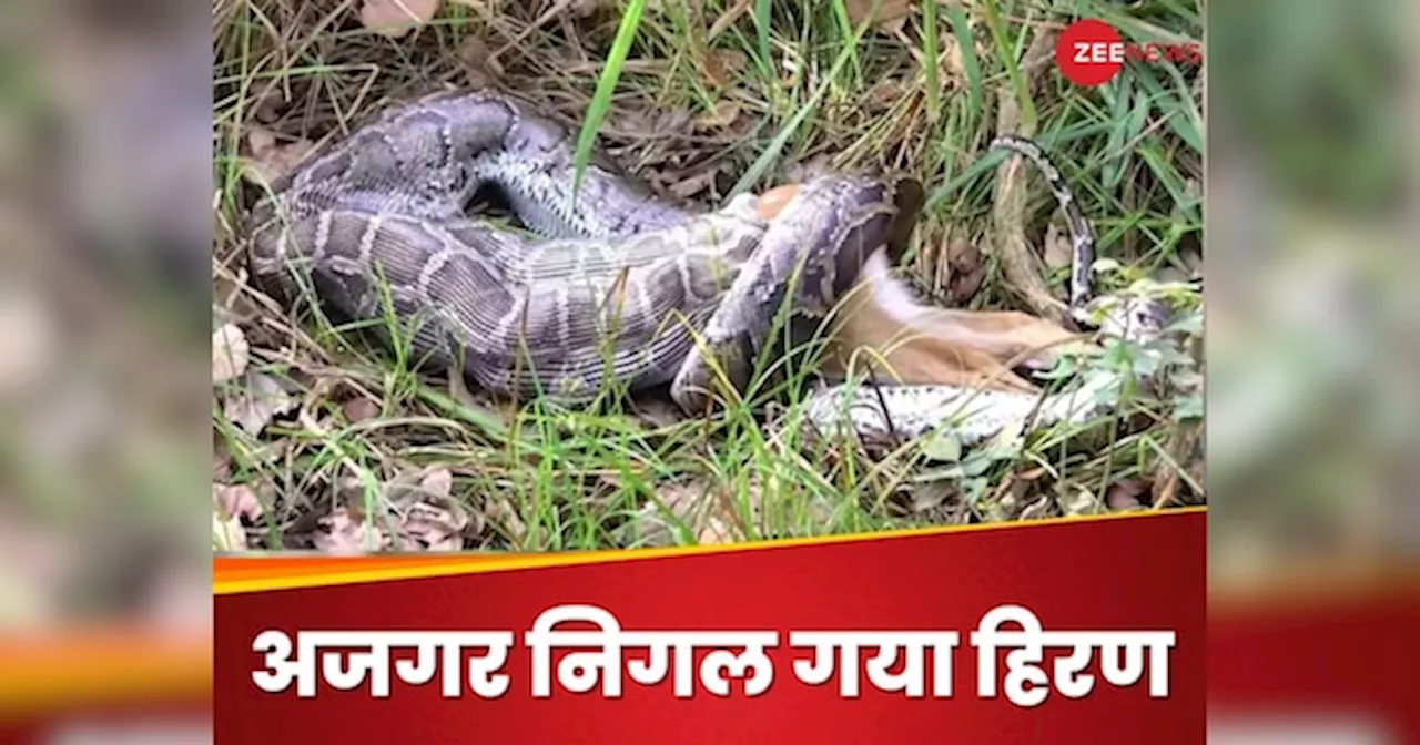 Snake Video: कुछ ही सेकेंड में पूरा हिरण निगल गया खतरनाक अजगर, देखकर लोगों की चौंधिया गई आंखें