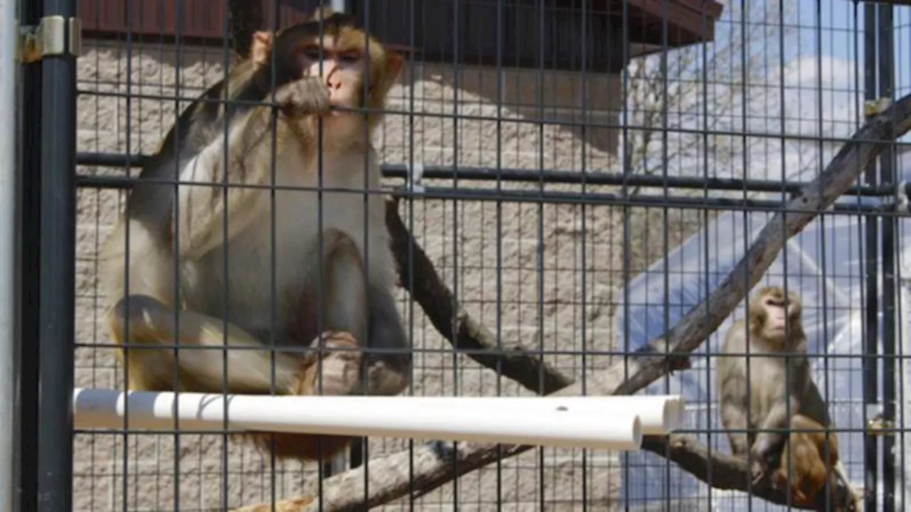 One monkey recovered, 42 others remain on the run in the US after escaping medical lab