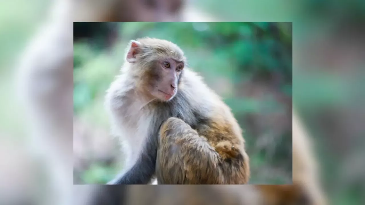 1 Escaped Monkey Captured In South Carolina, Several Others Located On ...