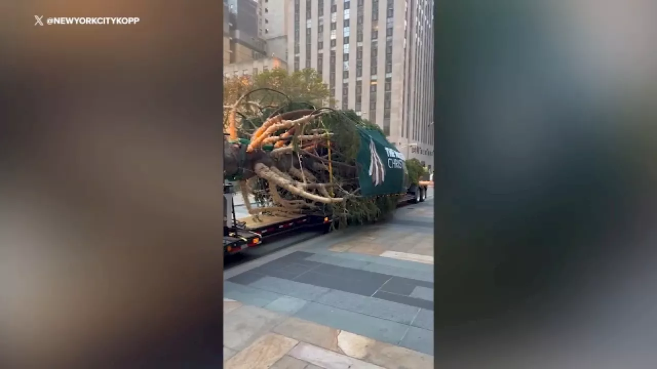 Haul out the holly! Rockefeller Center Christmas Tree arrives in New York City