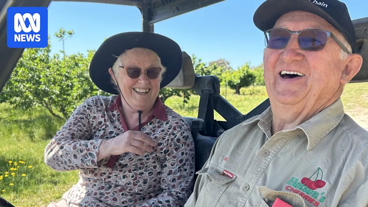 Cherry growers expect solid Christmas harvest as they celebrate 50 years of marriage