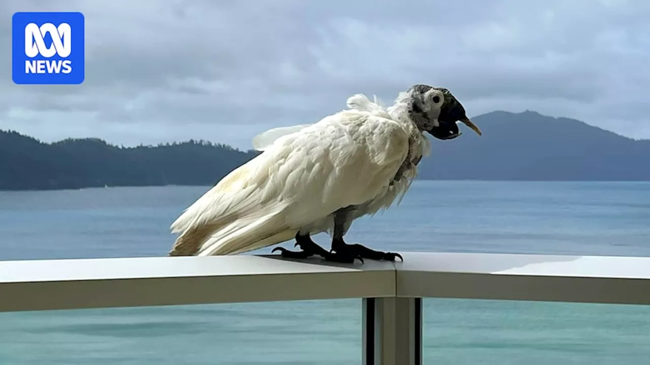 Sick cockatoo sightings spark psittacine beak and feather disease warning