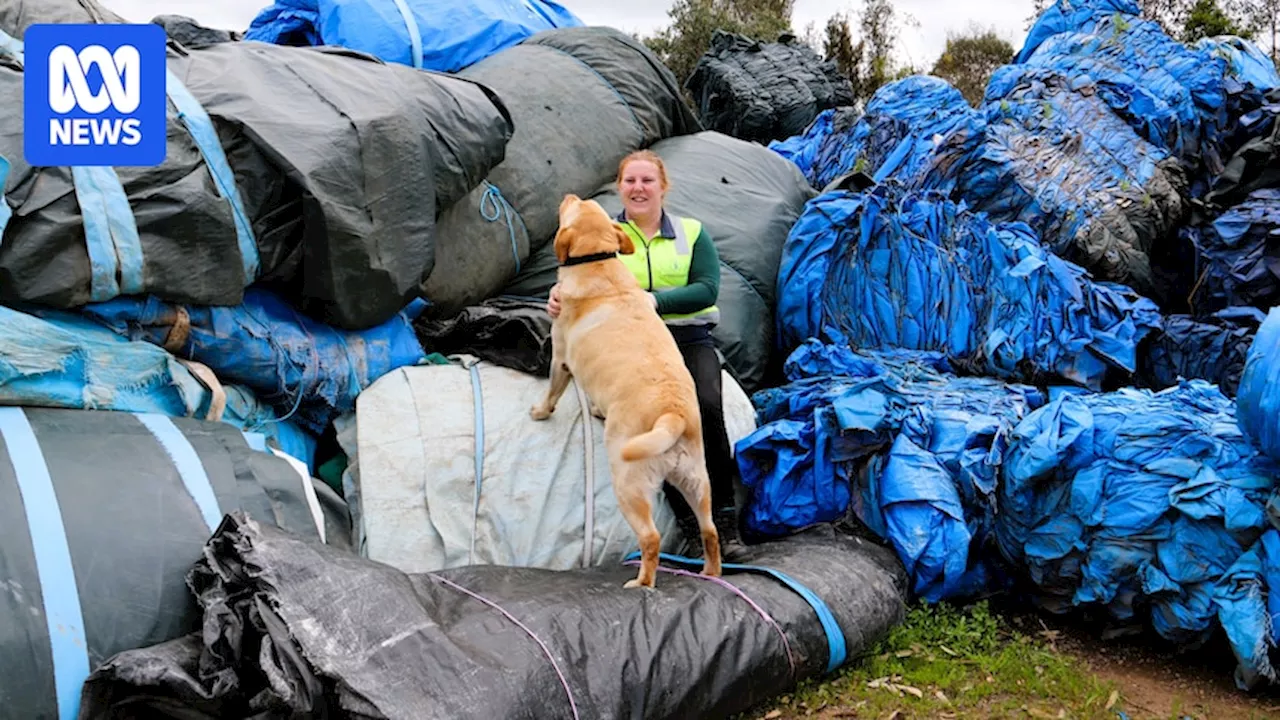 Sustainable Plastic Solutions becomes world leader in farm waste recycling