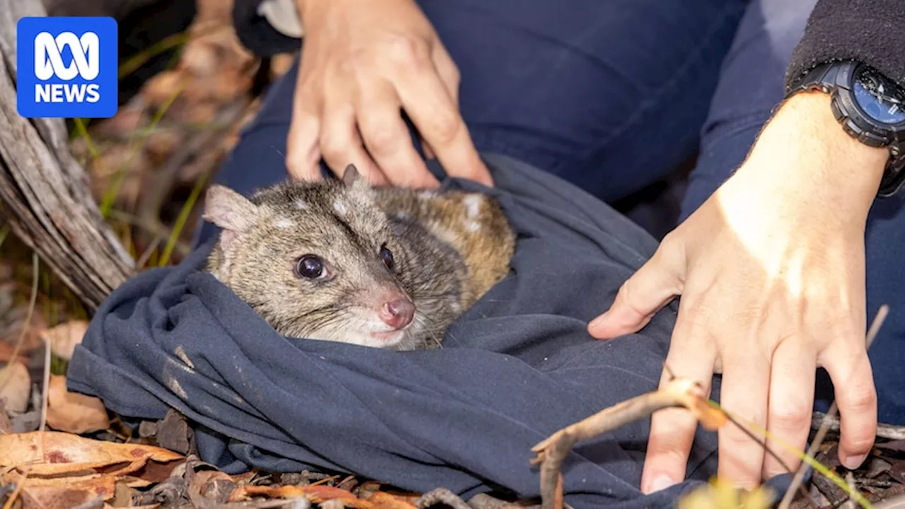 White-spotted marsupial back in the Wheatbelt after conservation success