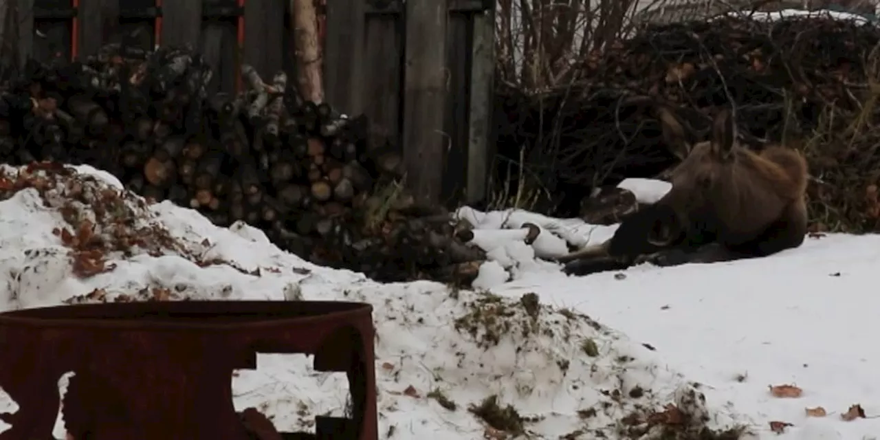 Injured moose struggles in south Anchorage yard while neighbors look for help