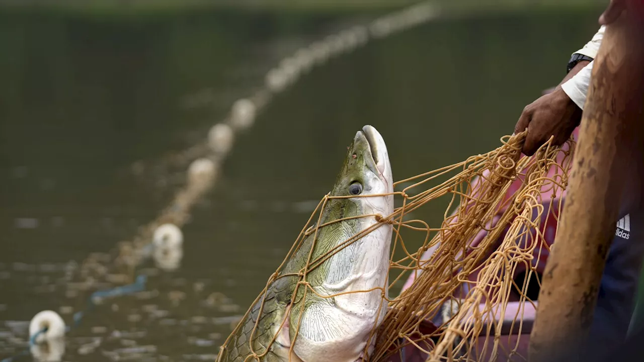 Severe droughts threaten the sustainable catch of the Amazon's giant fish