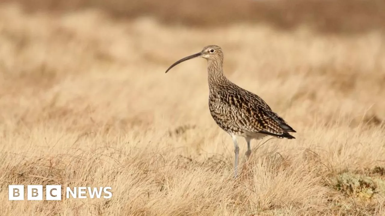 Brightlingsea curlew numbers could stop new holiday park