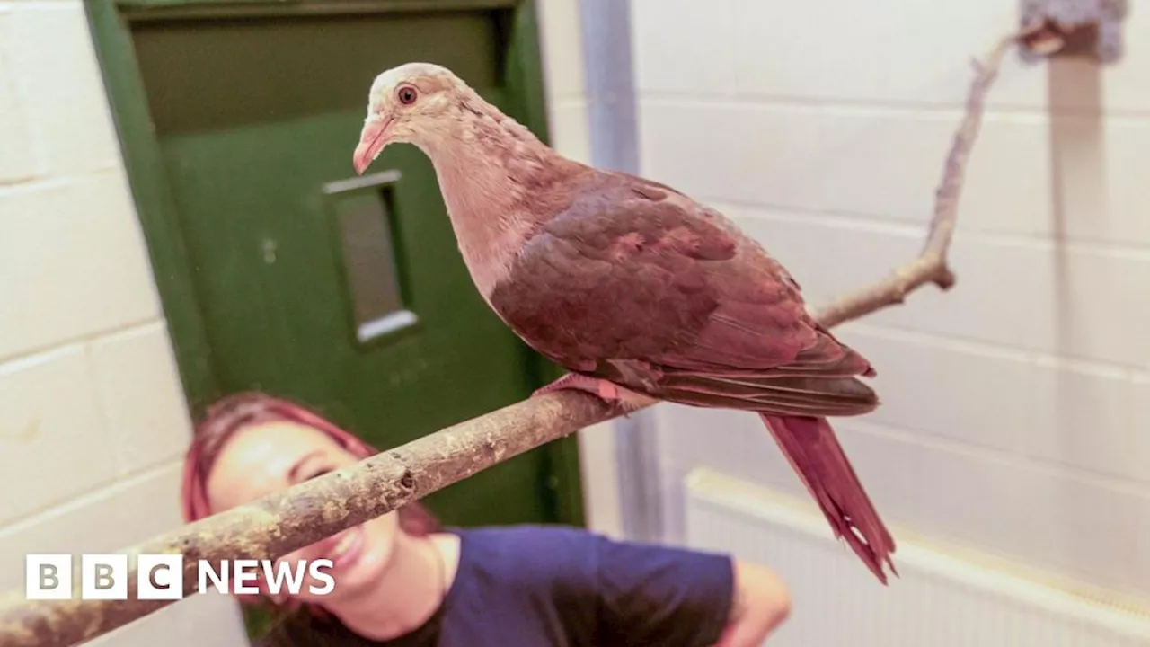 Paignton Zoo successfully rears rare pink pigeon