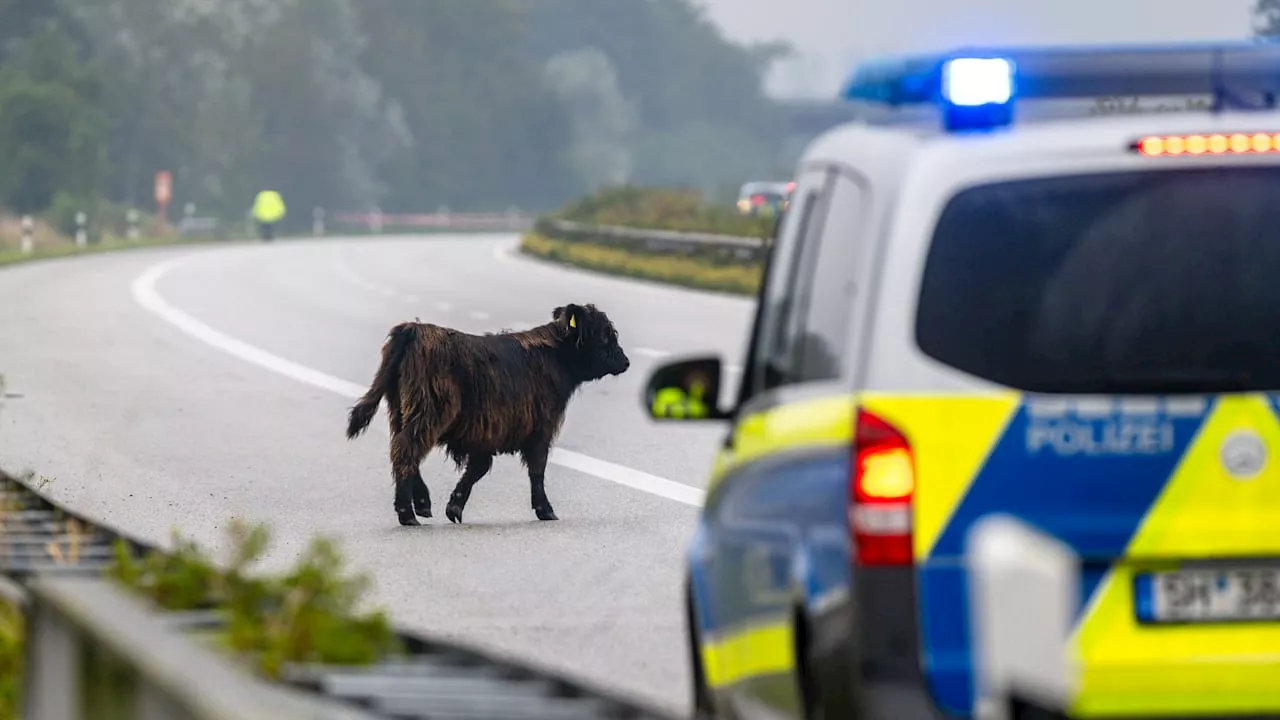 Rind auf der A 7 erschossen: PETA zeigt Landwirt und Polizisten an