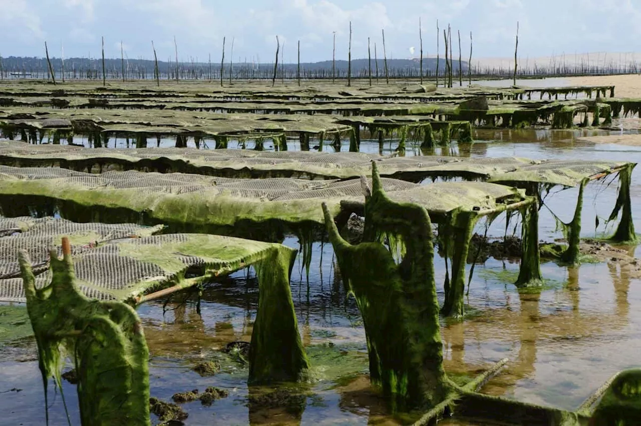 South Africa, Chile agreement creates fisheries sector opportunities