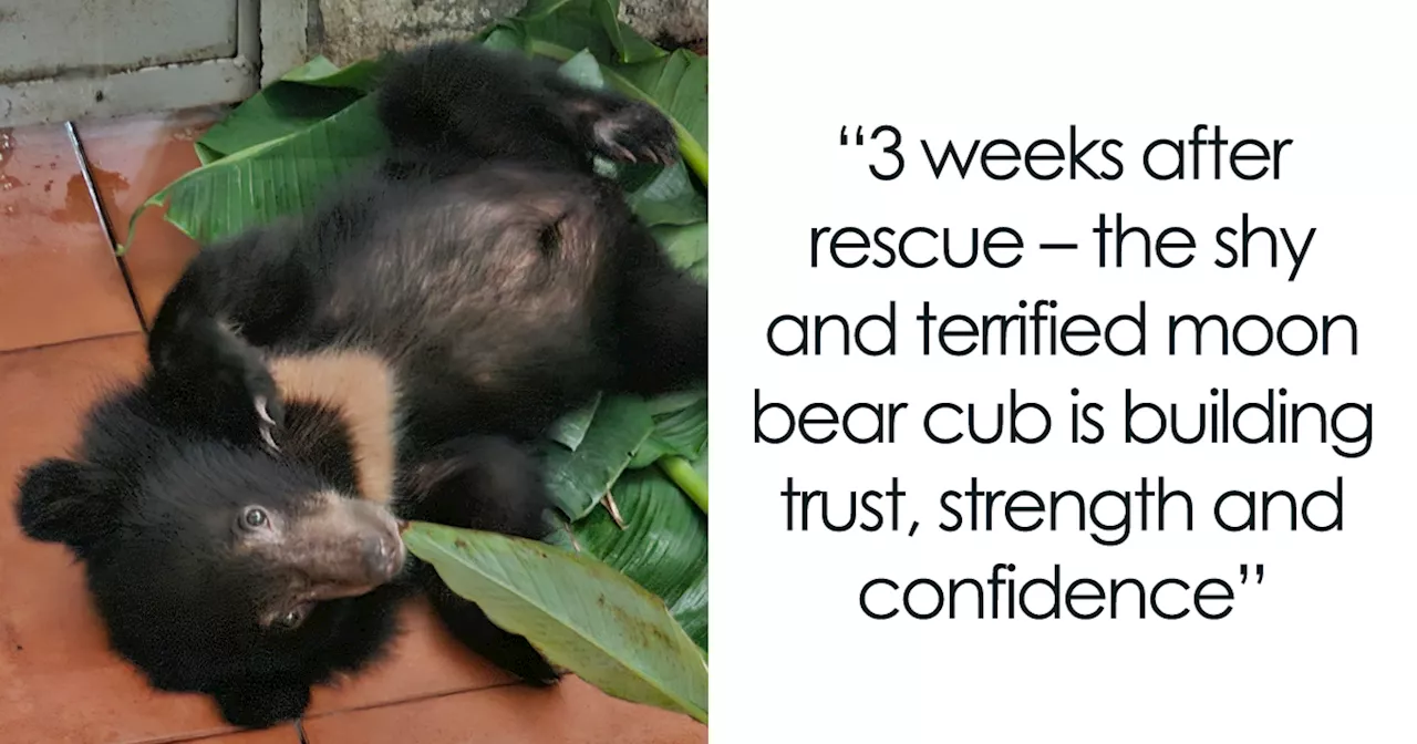 We Rescued Two Tiny Bear Cubs In One Day