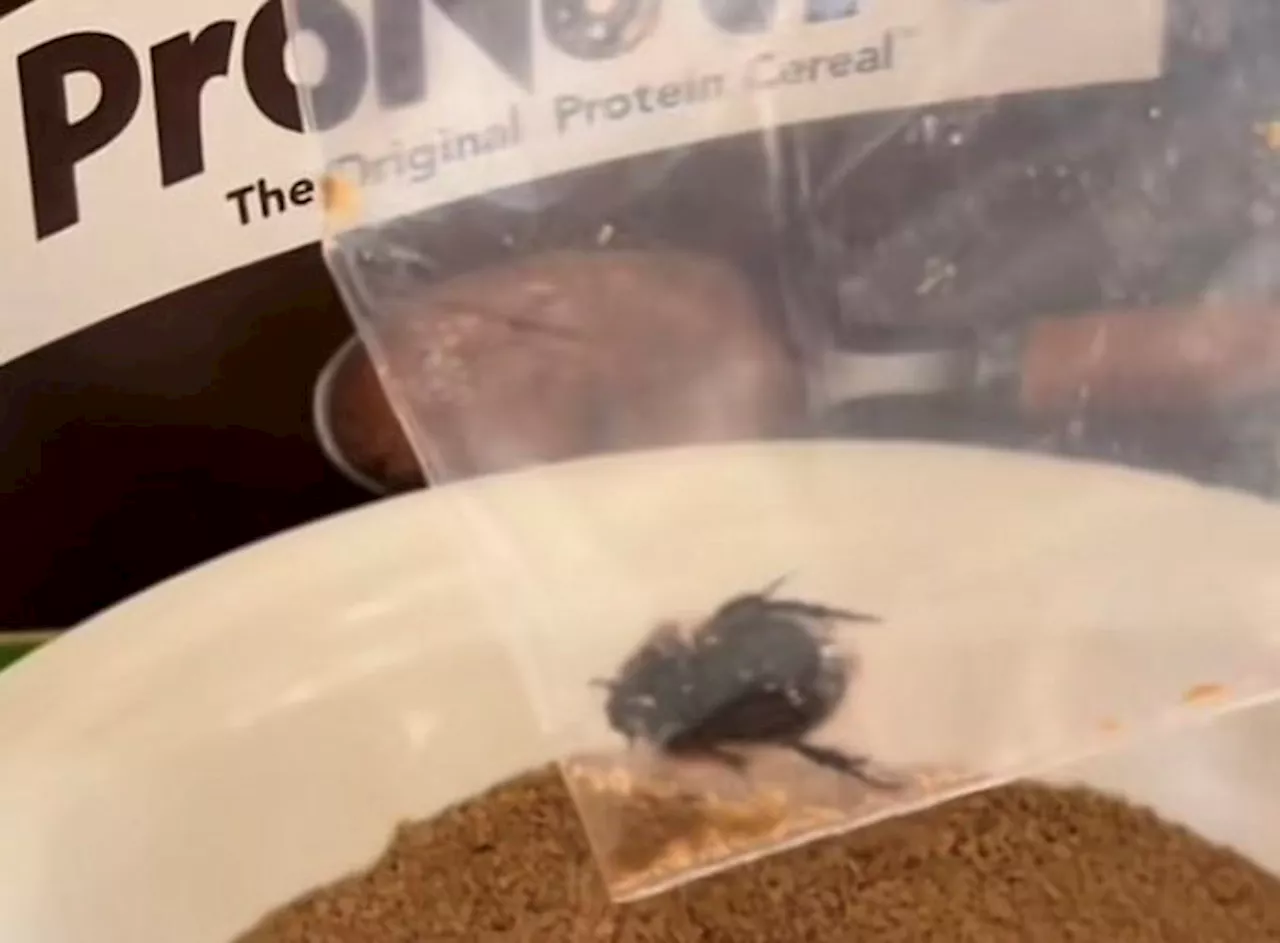 Woman finds live dung beetle in her son's Bokomo Pronutro