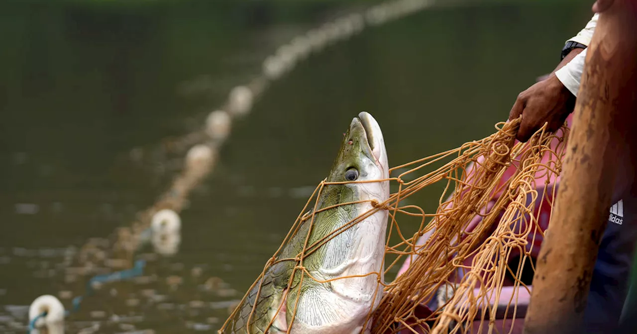 Severe droughts threaten sustainable catch of the Amazon's giant fish, the giant pirarucu