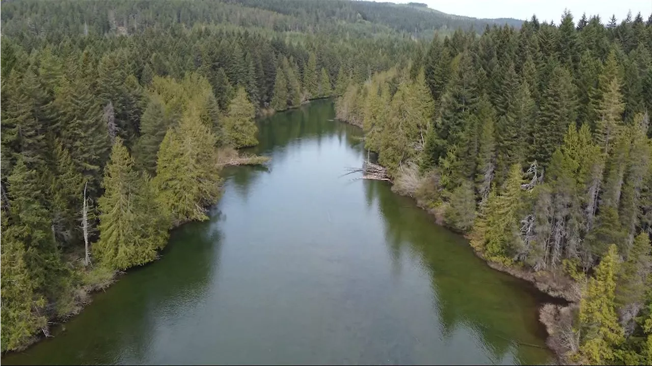 Comox Valley Land Trust raising money to save a forest