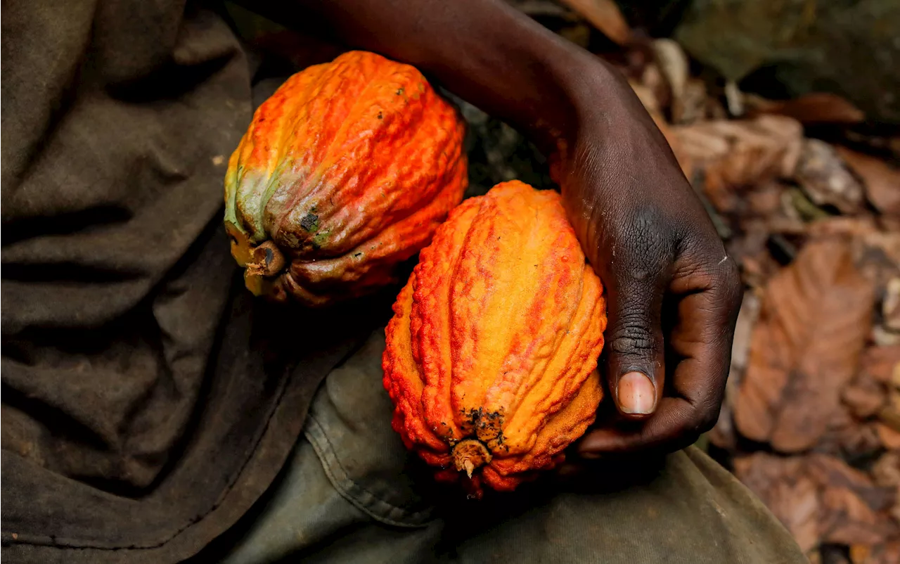 Segundo maior produtor de cacau do mundo, Gana volta a subir preços no atacado