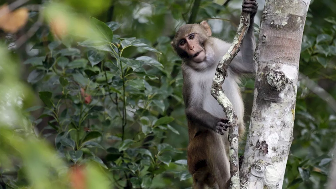 1 monkey recovered safely, 42 others remain on the run from South Carolina lab